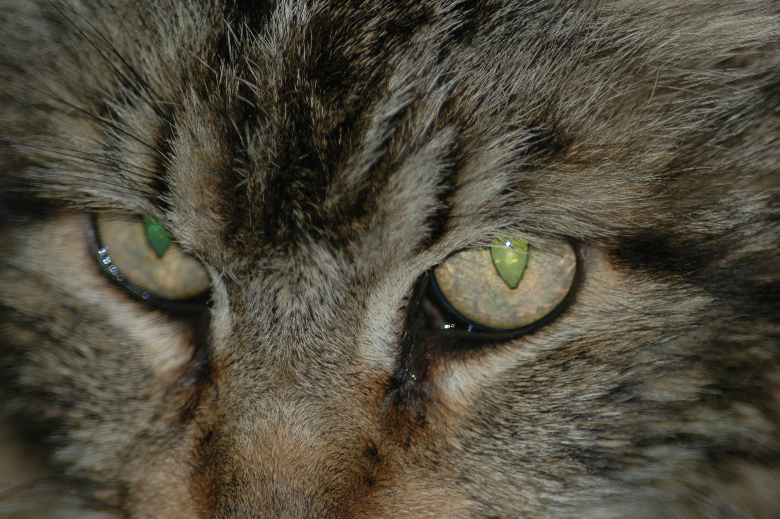 Worf Eyes